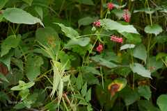 Bistorta amplexicaulis